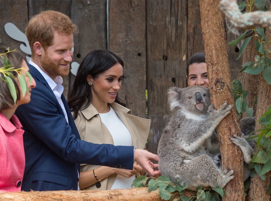 Prince Harry, Meghan Markle, Australia, Koala
